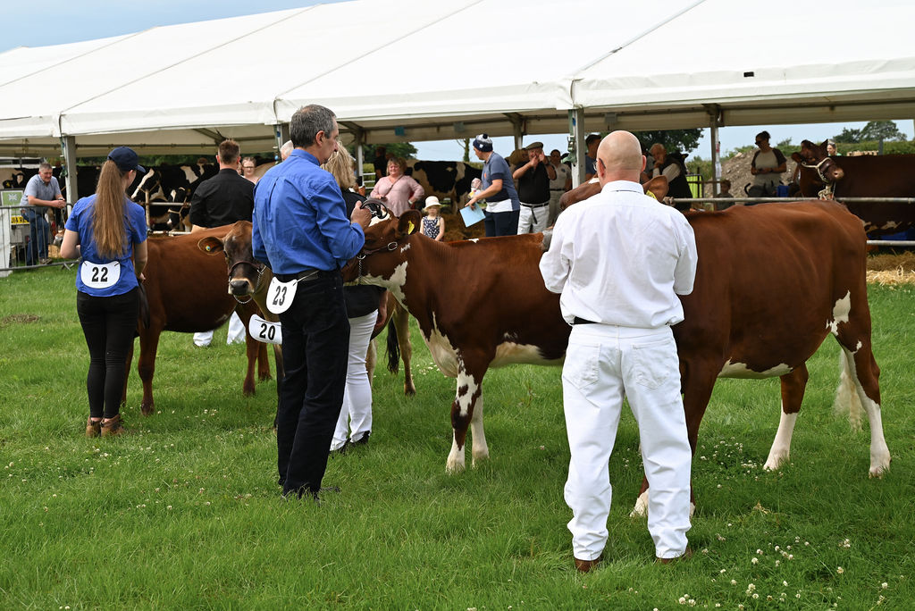 Goosnargh & Longridge Agricultural Show - Cattle