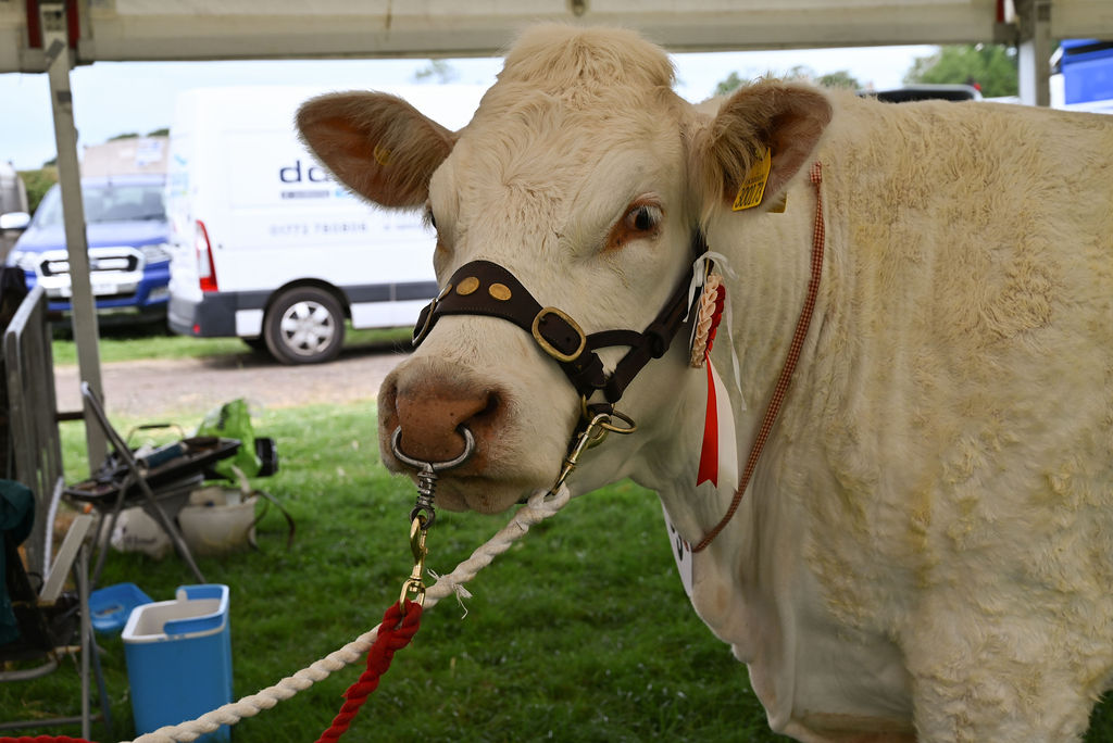 Goosnargh & Longridge Agricultural Show - Cattle