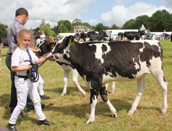 Goosnargh & Longridge Agricultural Show - farmers cattle