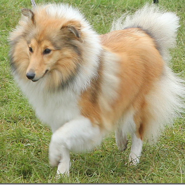 Goosnargh & Longridge Agricultural Show - pedigree dogs