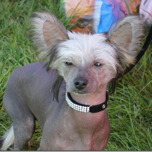 Goosnargh & Longridge Agricultural Show - pedigree dogs