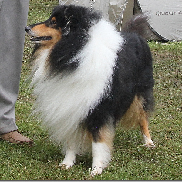 Goosnargh & Longridge Agricultural Show - pedigree dogs