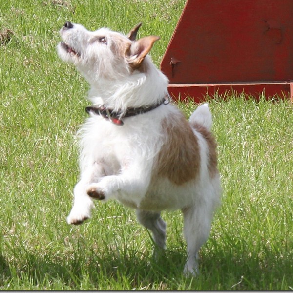 Goosnargh & Longridge Agricultural Show - pet dogs