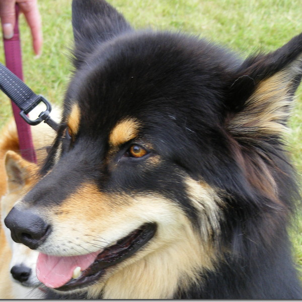 Goosnargh & Longridge Agricultural Show - pet dogs