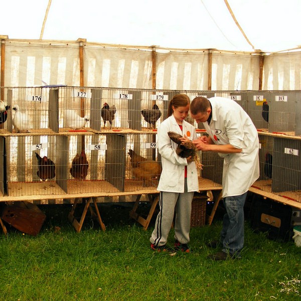 Goosnargh & Longridge Agricultural Show - poultry and rare breeds