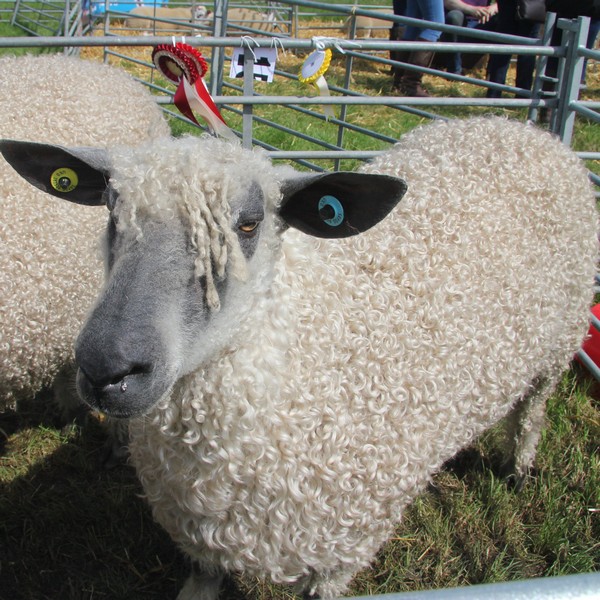 Goosnargh & Longridge Agricultural Show - sheep