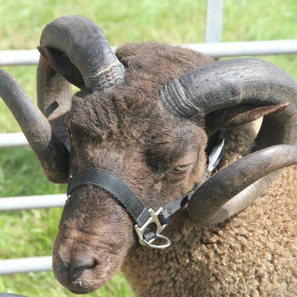 Goosnargh & Longridge Agricultural Show - sheep