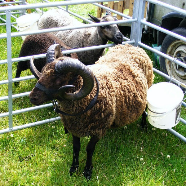 Goosnargh & Longridge Agricultural Show - sheep