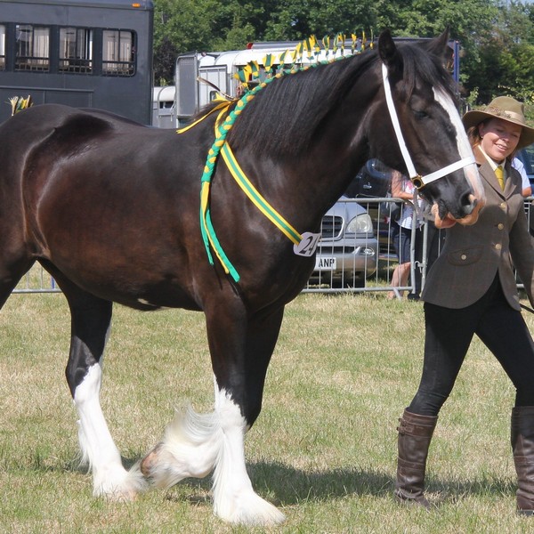 Goosnargh & Longridge Agricultural Show - Heavy Horses and Shire image