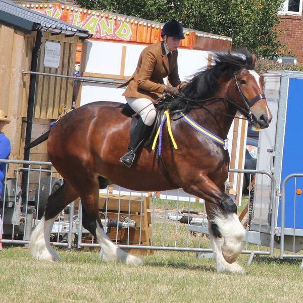 Goosnargh & Longridge Agricultural Show - Heavy Horses and Shire image