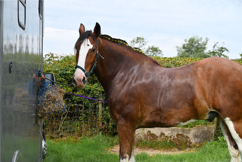 Goosnargh & Longridge Agricultural Show - Heavy Horses and Shire image