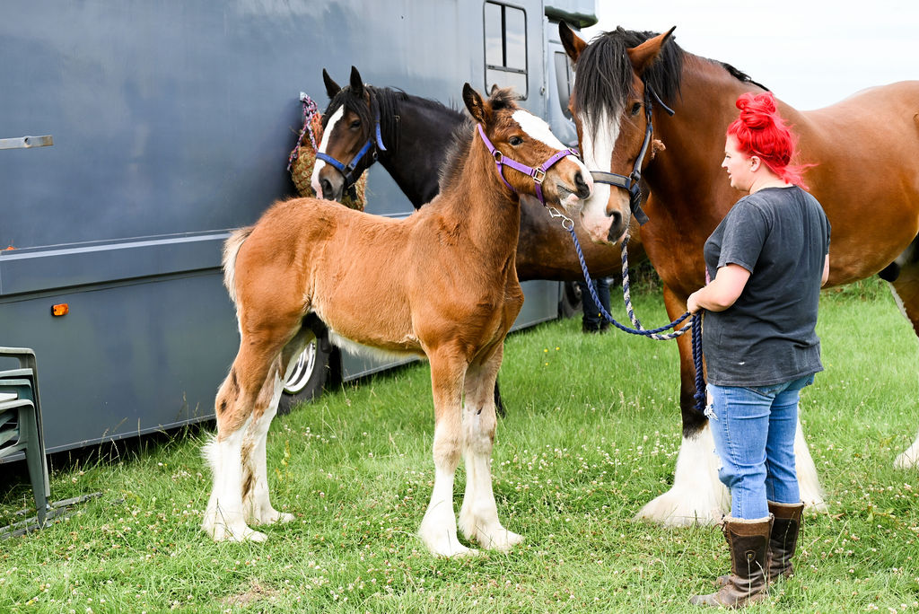 Goosnargh & Longridge Agricultural Show - Heavy Horses and Shire image