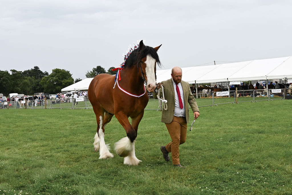 Goosnargh & Longridge Agricultural Show - Heavy Horses and Shire image