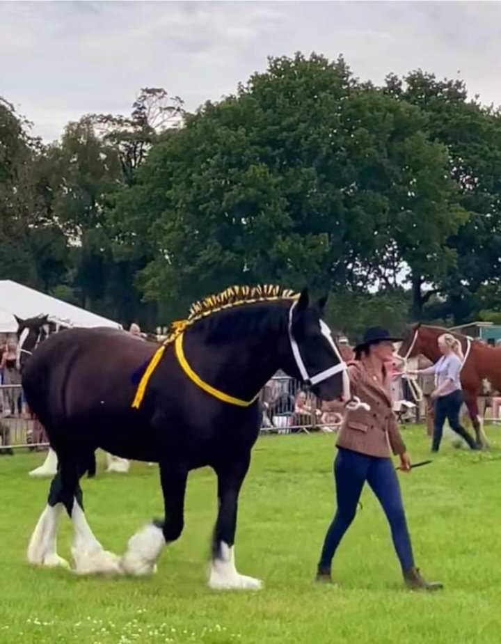 Goosnargh & Longridge Agricultural Show - Heavy Horses and Shire image